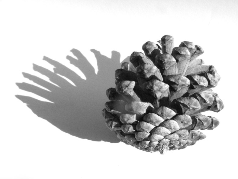 Pinecone-1024x768