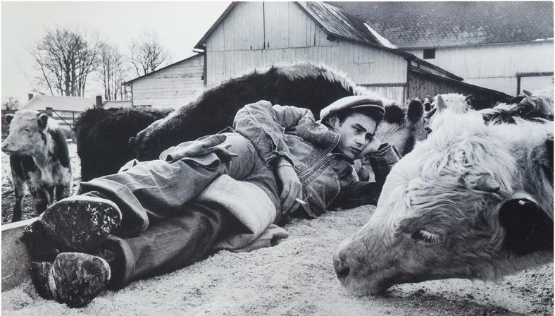 11_Poster-STD-Dean-Cow