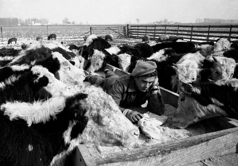 6_James-Dean-Dennis-Stock-Photo-Farm-Animals