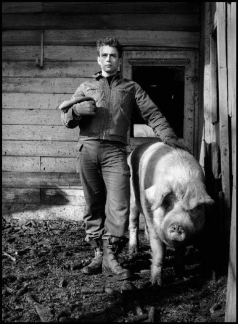 7_dennis_stock_james_dean_and_pig_960x640